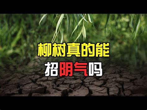 柳樹招陰|柳樹真的能招來“陰氣”嗎？如何用科學解讀“陰氣”？